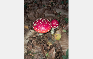 68de95b4ba49f_1000020824.jpg